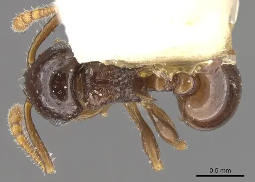 Pristomyrmex divisus specimen CASENT0901709 image casent0901709_1