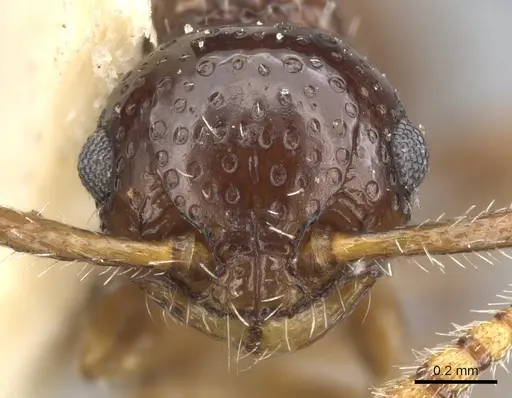 Pristomyrmex divisus specimen CASENT0901709 image casent0901709_2