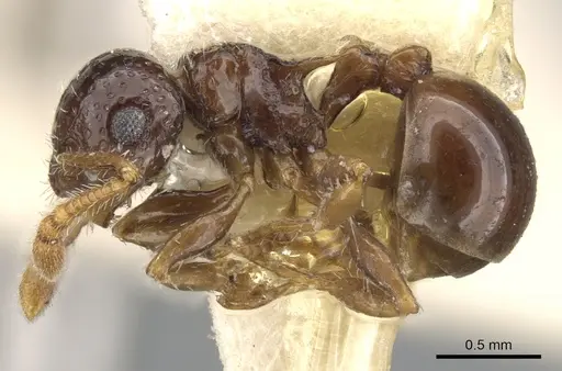 Pristomyrmex divisus specimen CASENT0901709 image casent0901709_3