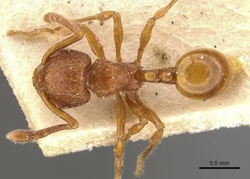 Pristomyrmex eduardi specimen CASENT0908956 image casent0908956_1