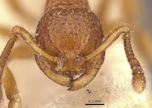 Pristomyrmex eduardi specimen CASENT0908956 image casent0908956_2
