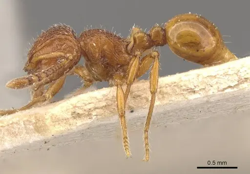 Pristomyrmex eduardi specimen CASENT0908956 image casent0908956_3