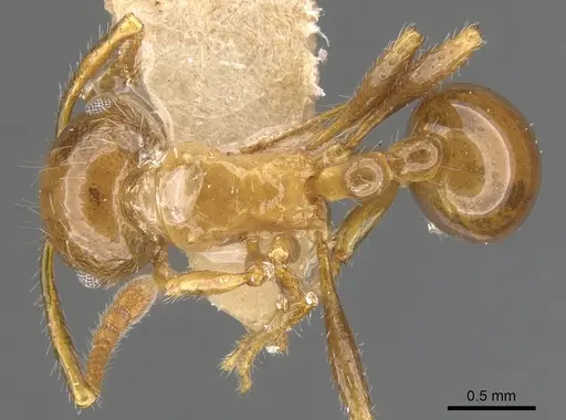 Pristomyrmex flatus specimen CASENT0901722 image casent0901722_1