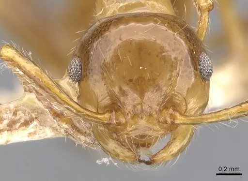 Pristomyrmex flatus specimen CASENT0901722 image casent0901722_2
