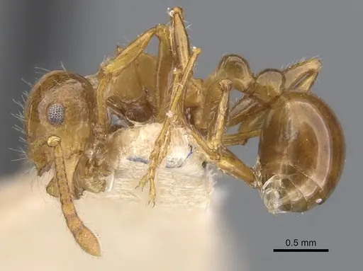 Pristomyrmex flatus specimen CASENT0901722 image casent0901722_3