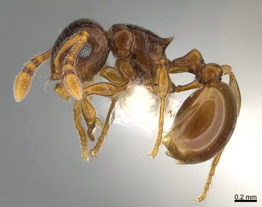 Pristomyrmex fossulatus specimen CASENT0100755 image casent0100755_1