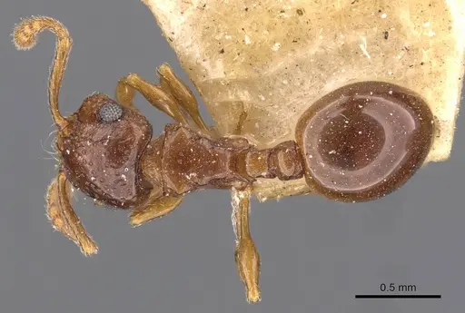 Pristomyrmex fossulatus specimen CASENT0909181 image casent0909181_1