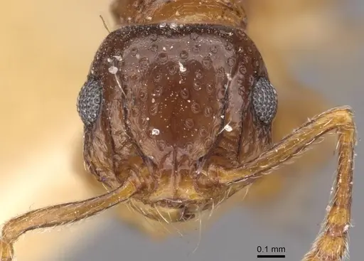 Pristomyrmex fossulatus specimen CASENT0909181 image casent0909181_2