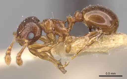 Pristomyrmex fossulatus specimen CASENT0909181 image casent0909181_3