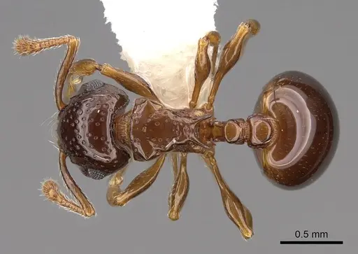 Pristomyrmex fossulatus specimen CASENT0922986 image casent0922986_1