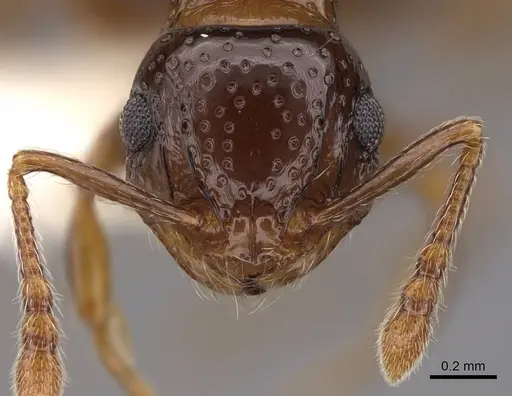 Pristomyrmex fossulatus specimen CASENT0922986 image casent0922986_2