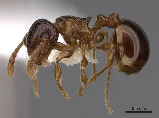 Pristomyrmex fossulatus specimen CASENT0922986 image casent0922986_3