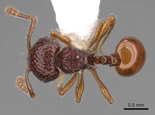 Pristomyrmex foveolatus specimen CASENT0922987 image casent0922987_1