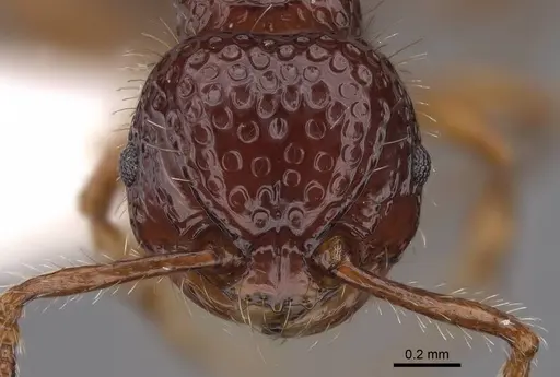 Pristomyrmex foveolatus specimen CASENT0922987 image casent0922987_2