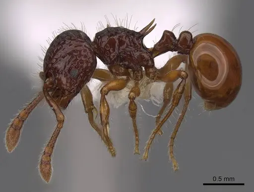 Pristomyrmex foveolatus specimen CASENT0922987 image casent0922987_3