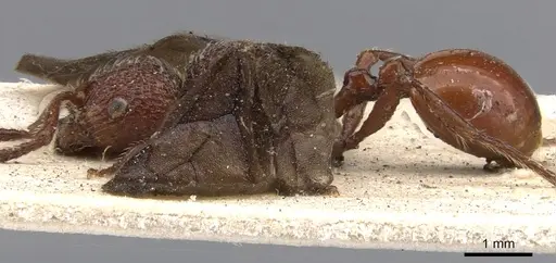 Pristomyrmex fuscipennis specimen CASENT0901380 image casent0901380_3