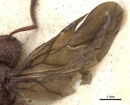 Pristomyrmex fuscipennis specimen CASENT0901380 image casent0901380_4