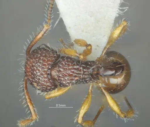 Pristomyrmex hamatus specimen ANTWEB1060569 image antweb1060569_1