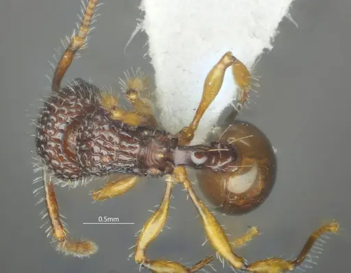 Pristomyrmex hamatus specimen ANTWEB1060569 image antweb1060569_2