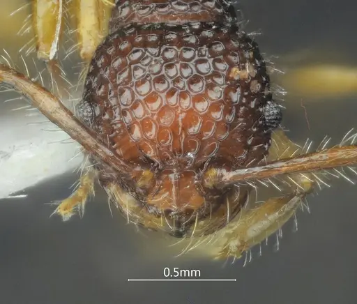 Pristomyrmex hamatus specimen ANTWEB1060569 image antweb1060569_3