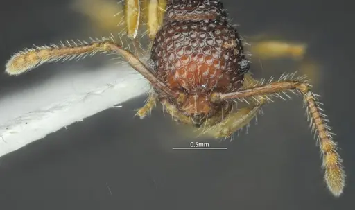 Pristomyrmex hamatus specimen ANTWEB1060569 image antweb1060569_4