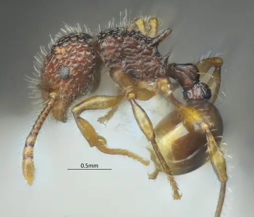 Pristomyrmex hamatus specimen ANTWEB1060569 image antweb1060569_5