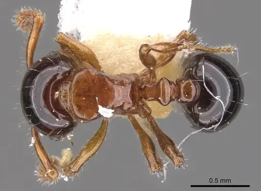 Pristomyrmex inermis specimen CASENT0901727 image casent0901727_1
