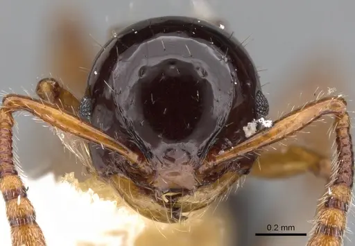Pristomyrmex inermis specimen CASENT0901727 image casent0901727_2
