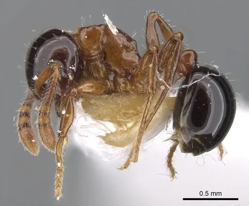 Pristomyrmex inermis specimen CASENT0901727 image casent0901727_3