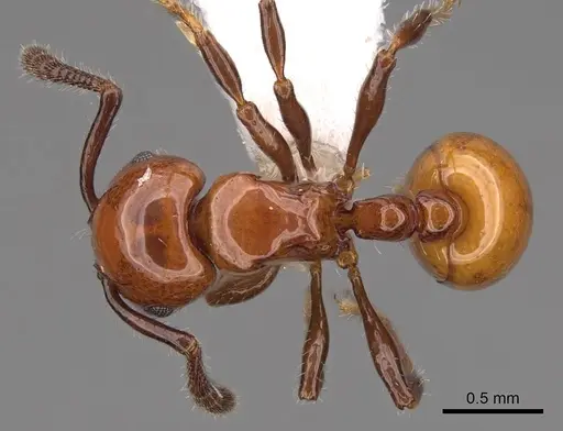Pristomyrmex inermis specimen CASENT0922988 image casent0922988_1