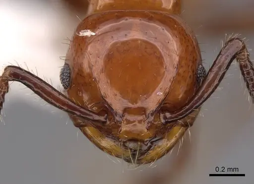 Pristomyrmex inermis specimen CASENT0922988 image casent0922988_2