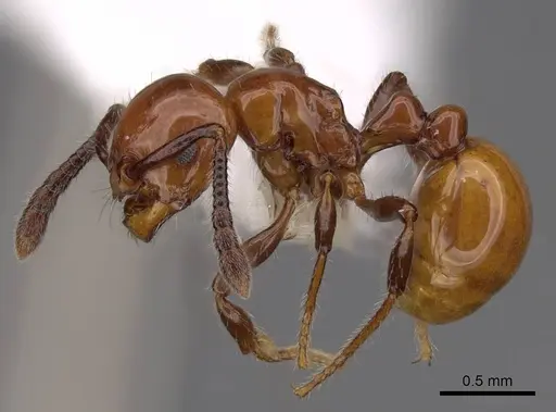 Pristomyrmex inermis specimen CASENT0922988 image casent0922988_3