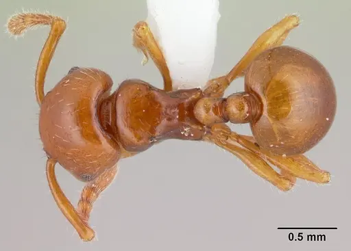 Pristomyrmex largus specimen CASENT0178409 image casent0178409_1