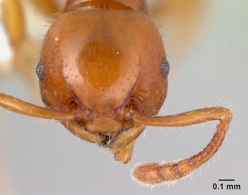 Pristomyrmex largus specimen CASENT0178409 image casent0178409_2