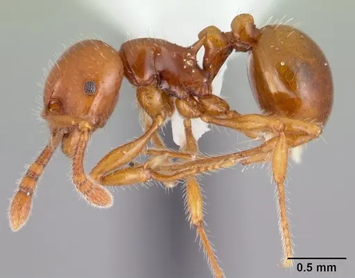 Pristomyrmex largus specimen CASENT0178409 image casent0178409_3