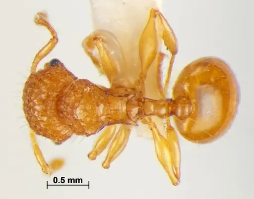 Pristomyrmex leleji specimen ANTWEB1041158 image antweb1041158_1