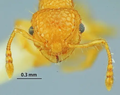 Pristomyrmex leleji specimen ANTWEB1041158 image antweb1041158_2
