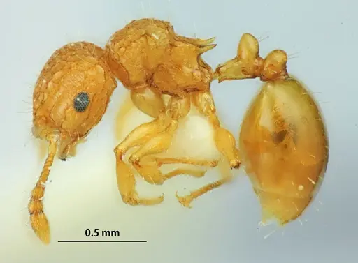 Pristomyrmex leleji specimen ANTWEB1041158 image antweb1041158_3