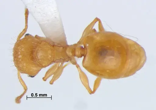 Pristomyrmex leleji specimen ANTWEB1041159 image antweb1041159_1