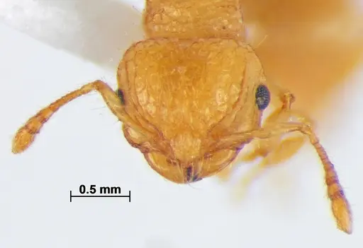 Pristomyrmex leleji specimen ANTWEB1041159 image antweb1041159_2