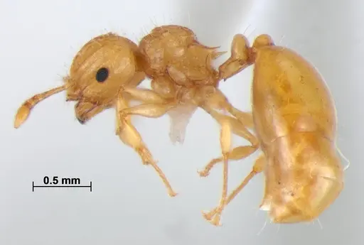 Pristomyrmex leleji specimen ANTWEB1041159 image antweb1041159_3