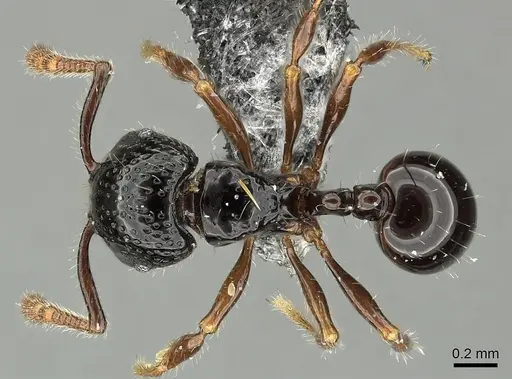 Pristomyrmex levigatus specimen CASENT0199666 image casent0199666_1