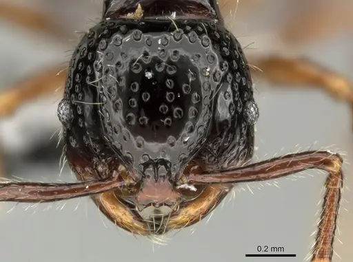 Pristomyrmex levigatus specimen CASENT0199666 image casent0199666_2
