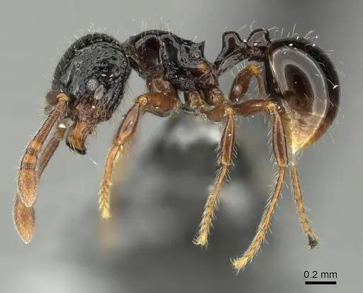 Pristomyrmex levigatus specimen CASENT0199666 image casent0199666_3