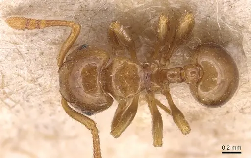 Pristomyrmex levigatus specimen CASENT0904697 image casent0904697_1