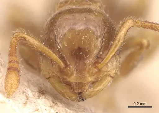 Pristomyrmex levigatus specimen CASENT0904697 image casent0904697_2