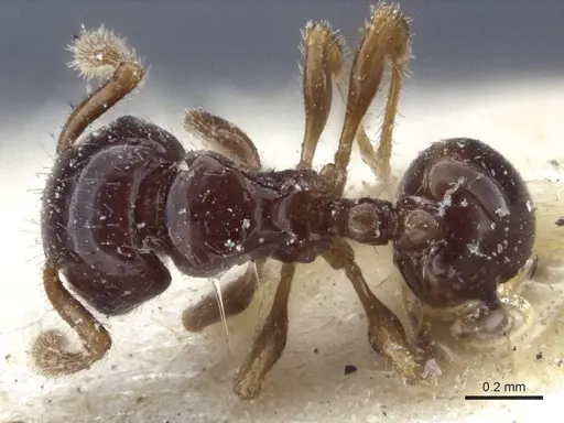 Pristomyrmex levigatus specimen CASENT0916663 image casent0916663_1