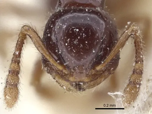 Pristomyrmex levigatus specimen CASENT0916663 image casent0916663_2