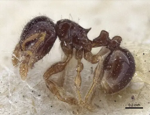 Pristomyrmex levigatus specimen CASENT0916663 image casent0916663_3