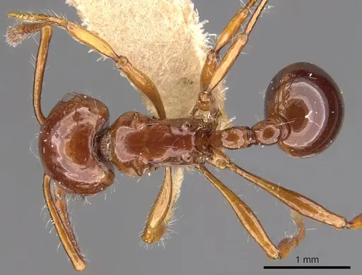 Pristomyrmex longispinus specimen CASENT0901715 image casent0901715_1